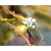 cuscuta campestris yunck.