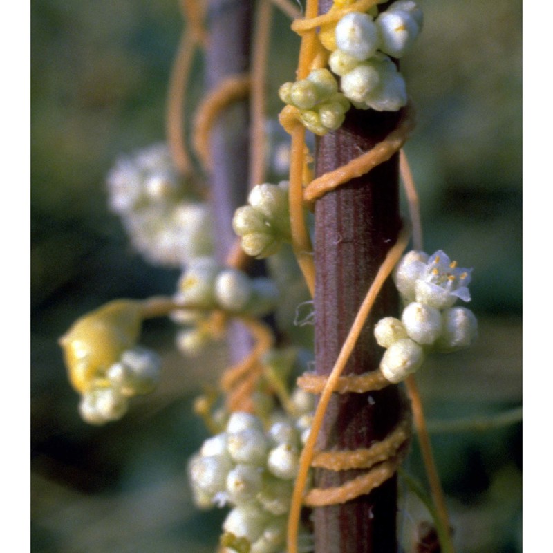 cuscuta campestris yunck.