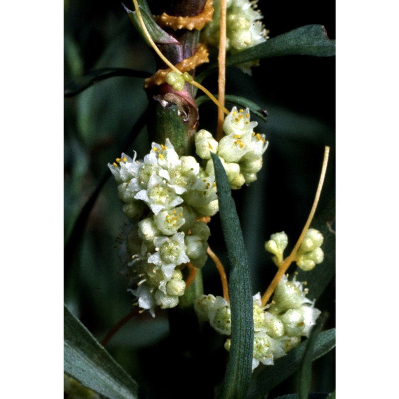 cuscuta cesatiana bertol.