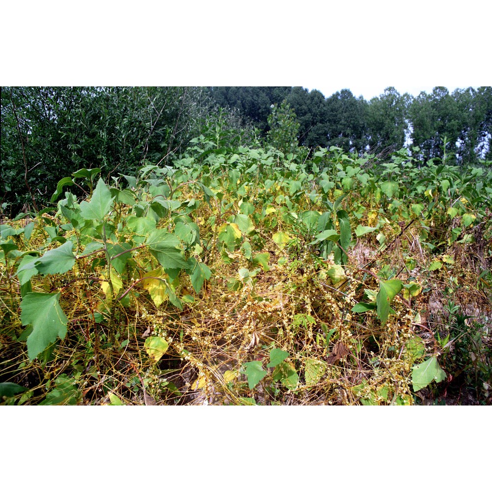 cuscuta cesatiana bertol.