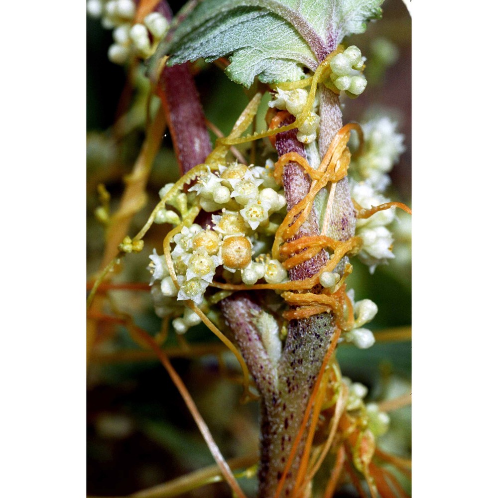 cuscuta cesatiana bertol.