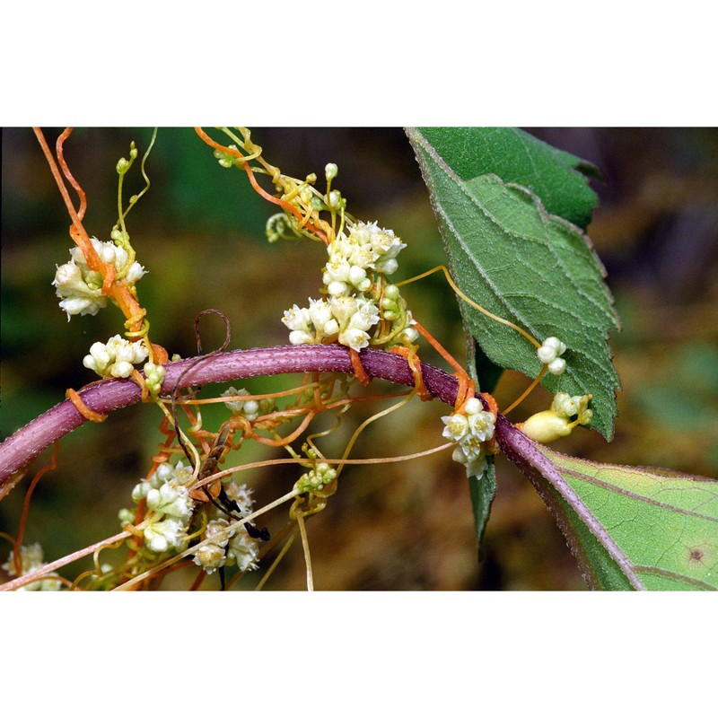 cuscuta cesatiana bertol.