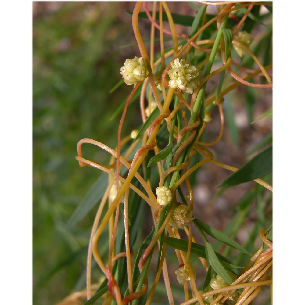 cuscuta epilinum weihe