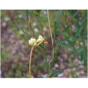 cuscuta epilinum weihe