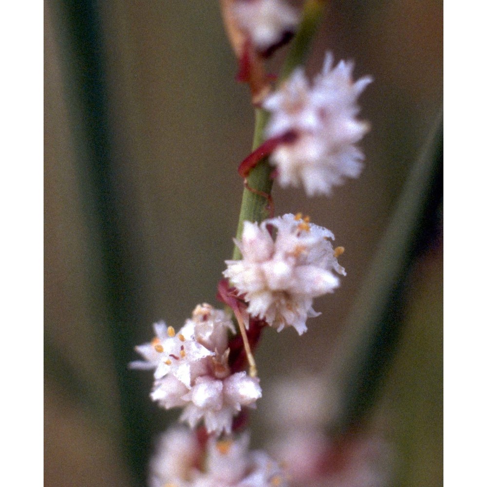 cuscuta epithymum (l.) l.