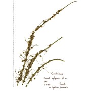 cuscuta epithymum (l.) l.