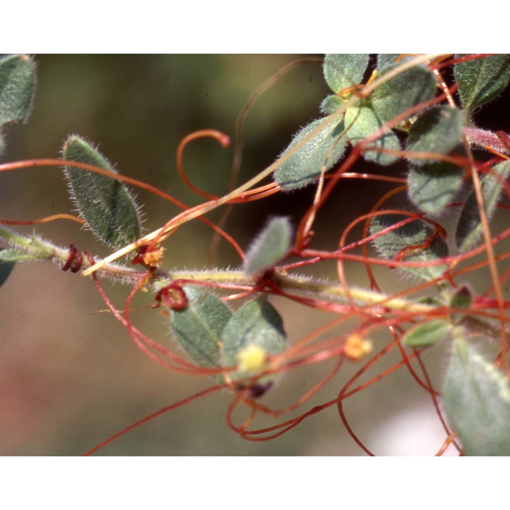 cuscuta epithymum (l.) l.