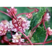 cuscuta europaea l.