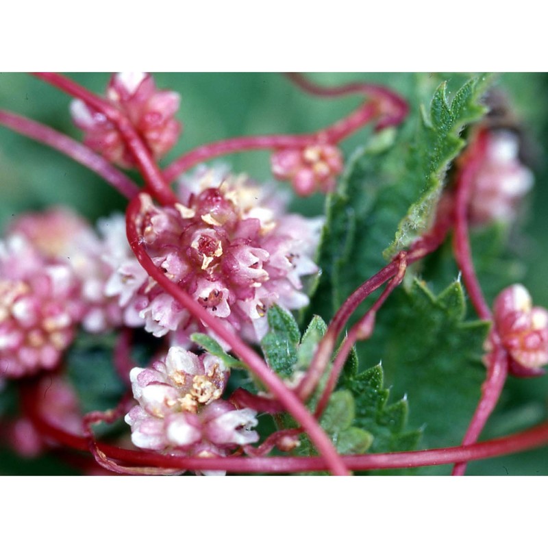 cuscuta europaea l.