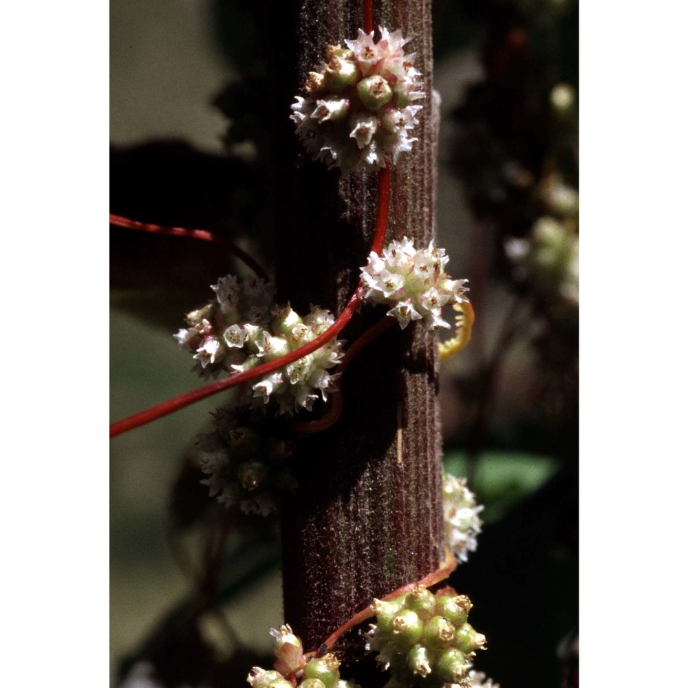 cuscuta europaea l.