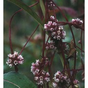 cuscuta europaea l.