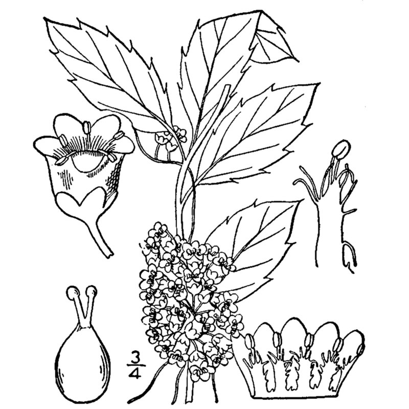 cuscuta gronovii willd. ex roem. et schult.