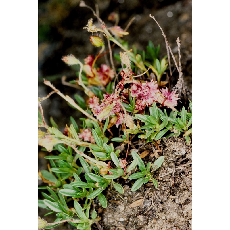 cuscuta kotschyi des moul.