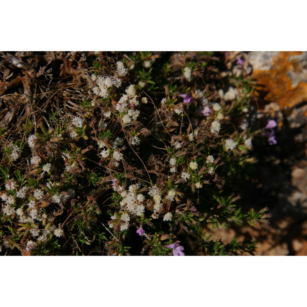 cuscuta palaestina boiss.