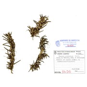 cuscuta palaestina boiss.