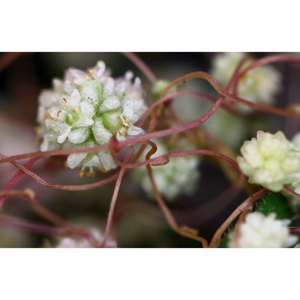 cuscuta planiflora ten.