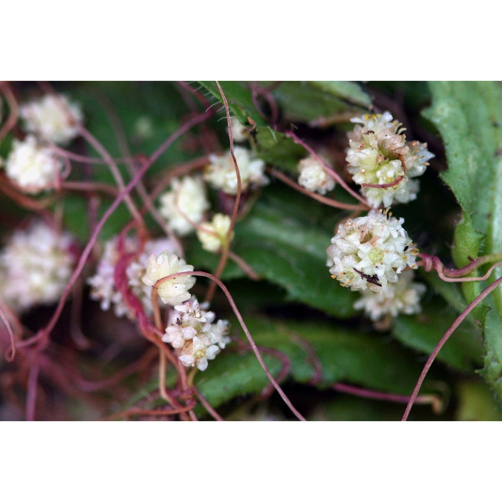 cuscuta planiflora ten.