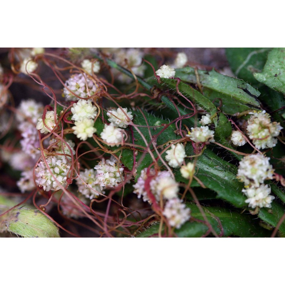 cuscuta planiflora ten.