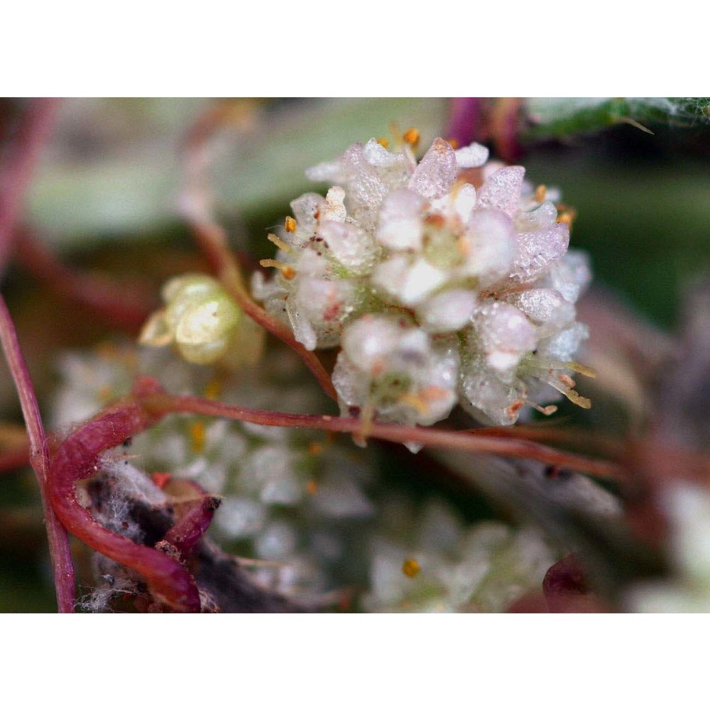 cuscuta planiflora ten.