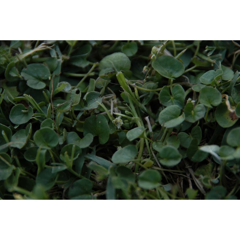 dichondra micrantha urb.