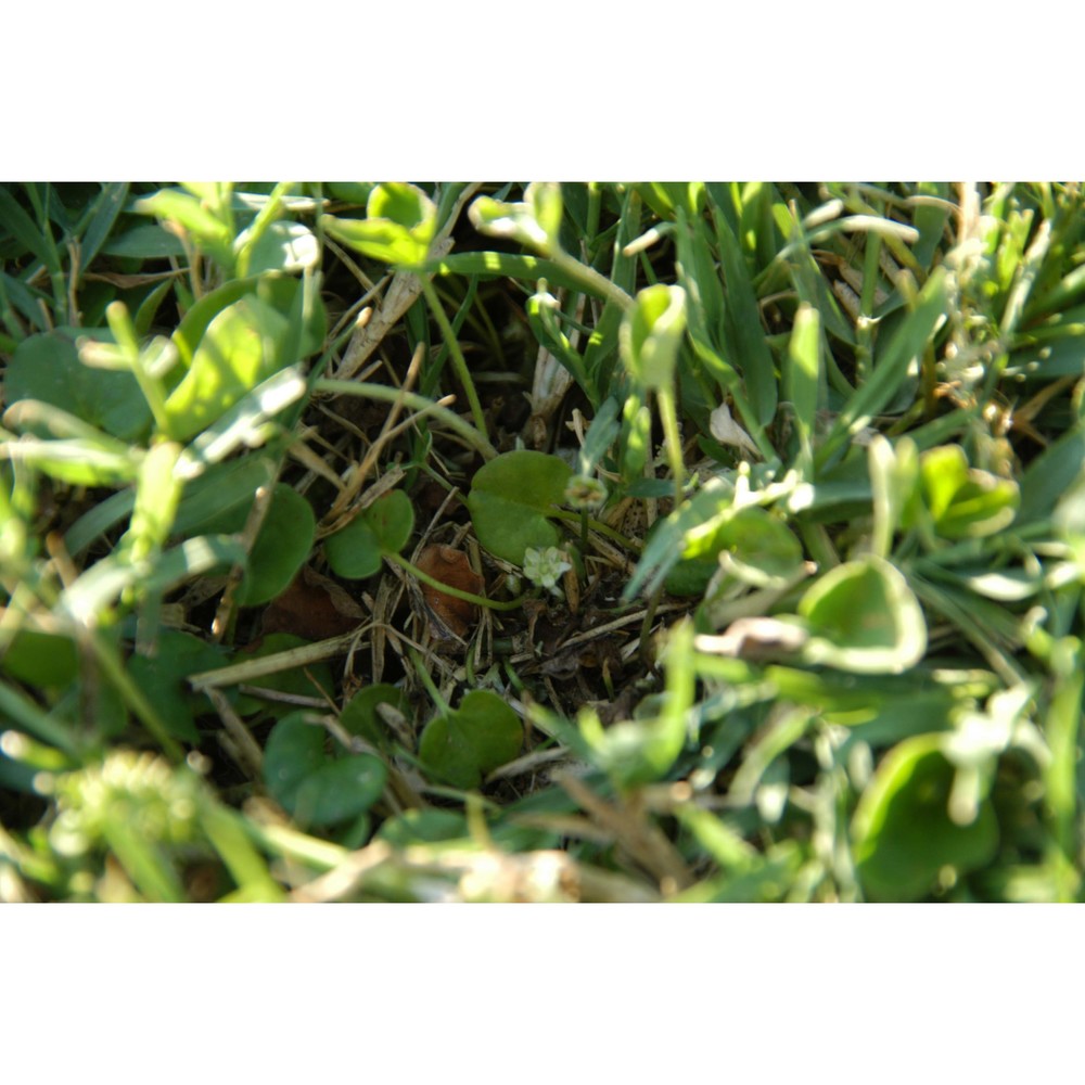 dichondra micrantha urb.