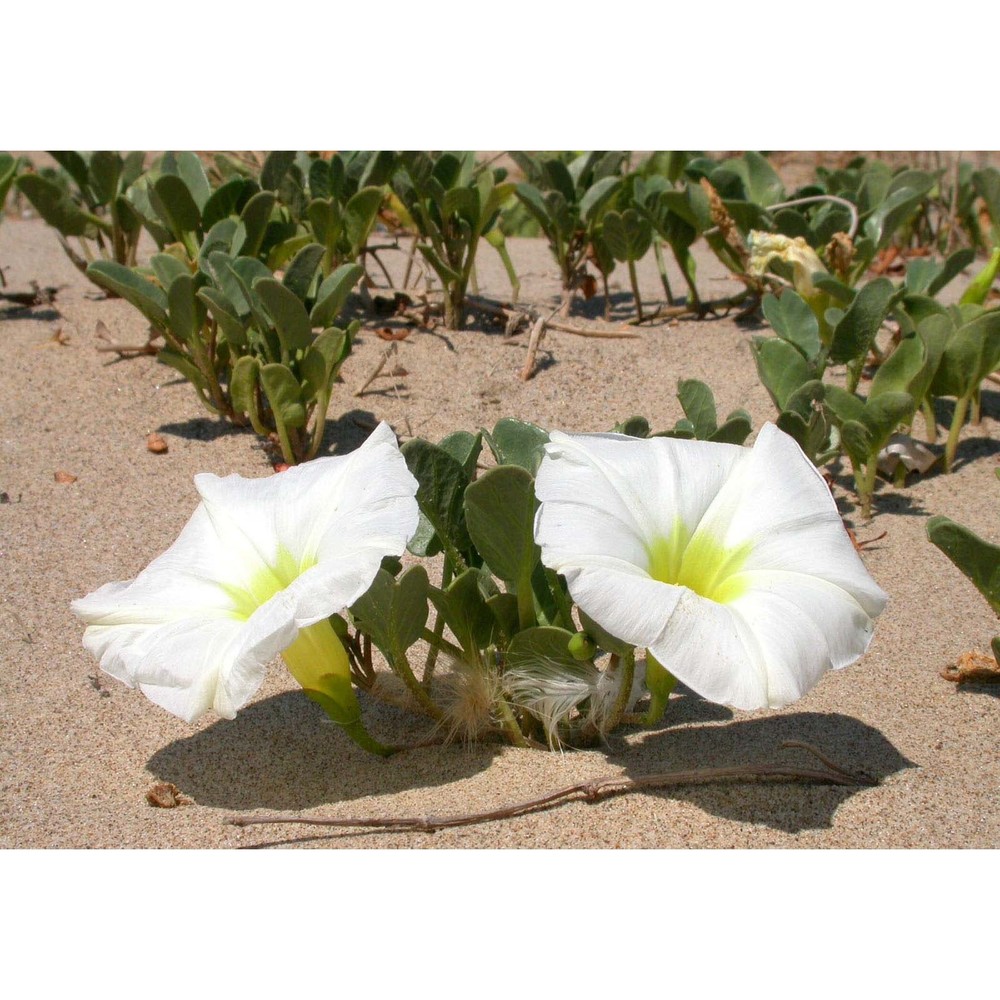 ipomoea imperati (vahl) griseb.