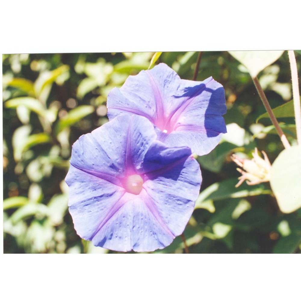 ipomoea indica (burm.) merr.