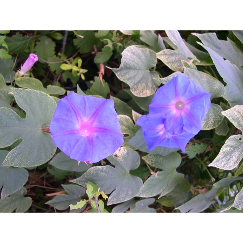 ipomoea indica (burm.) merr.