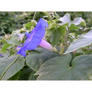 ipomoea indica (burm.) merr.