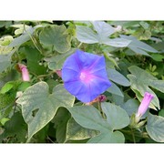 ipomoea indica (burm.) merr.