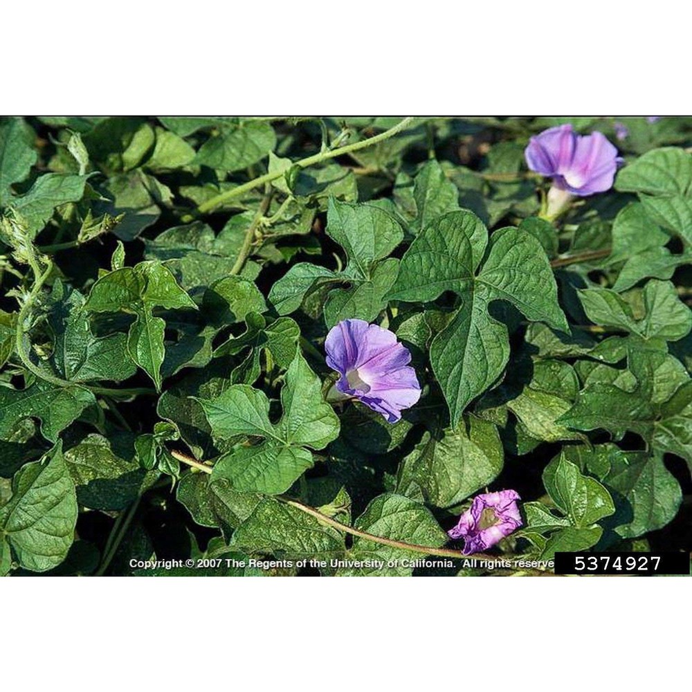 ipomoea nil (l.) roth