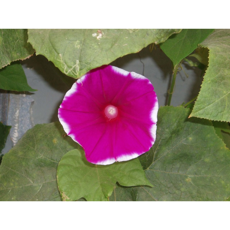 ipomoea nil (l.) roth