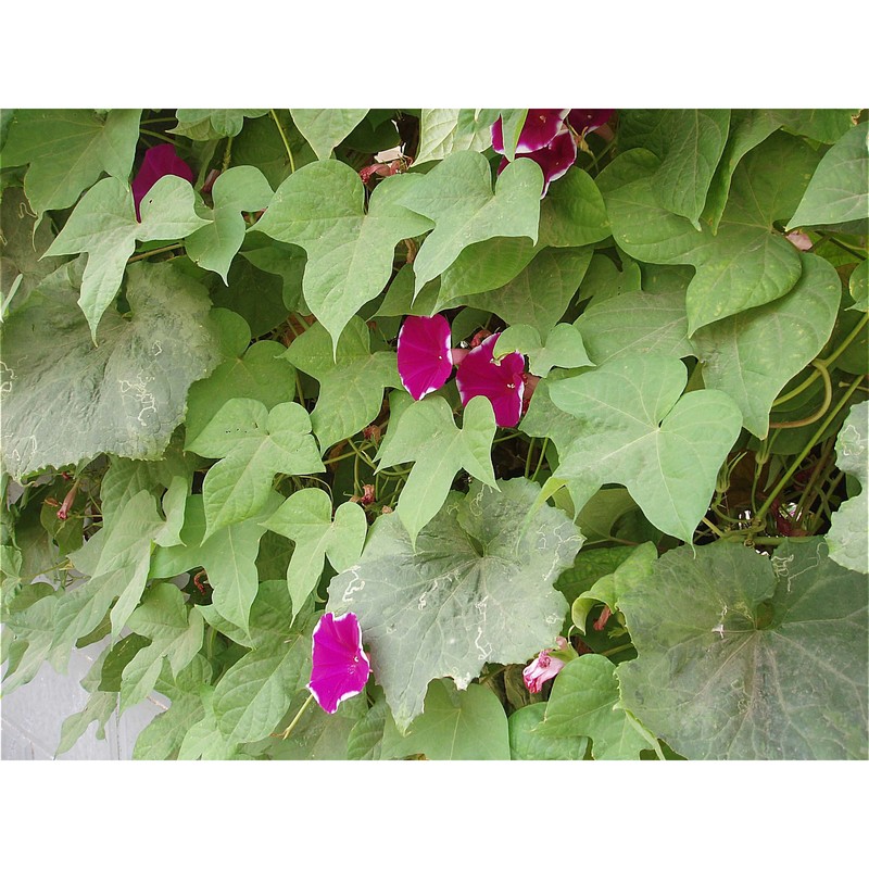 ipomoea nil (l.) roth