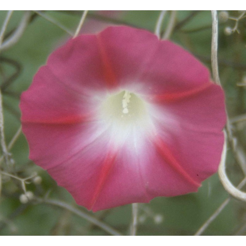 ipomoea purpurea roth