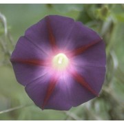 ipomoea purpurea roth