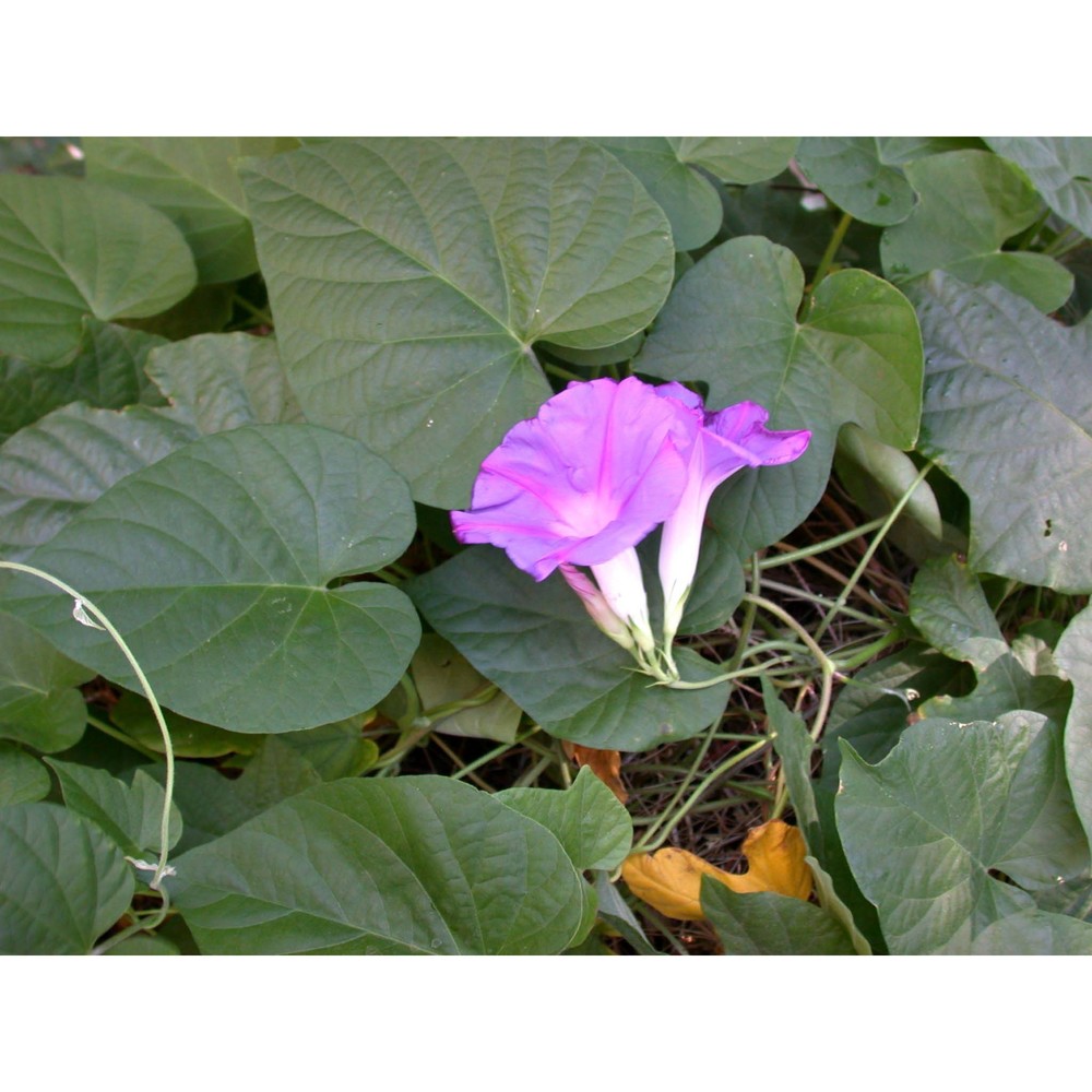 ipomoea purpurea roth