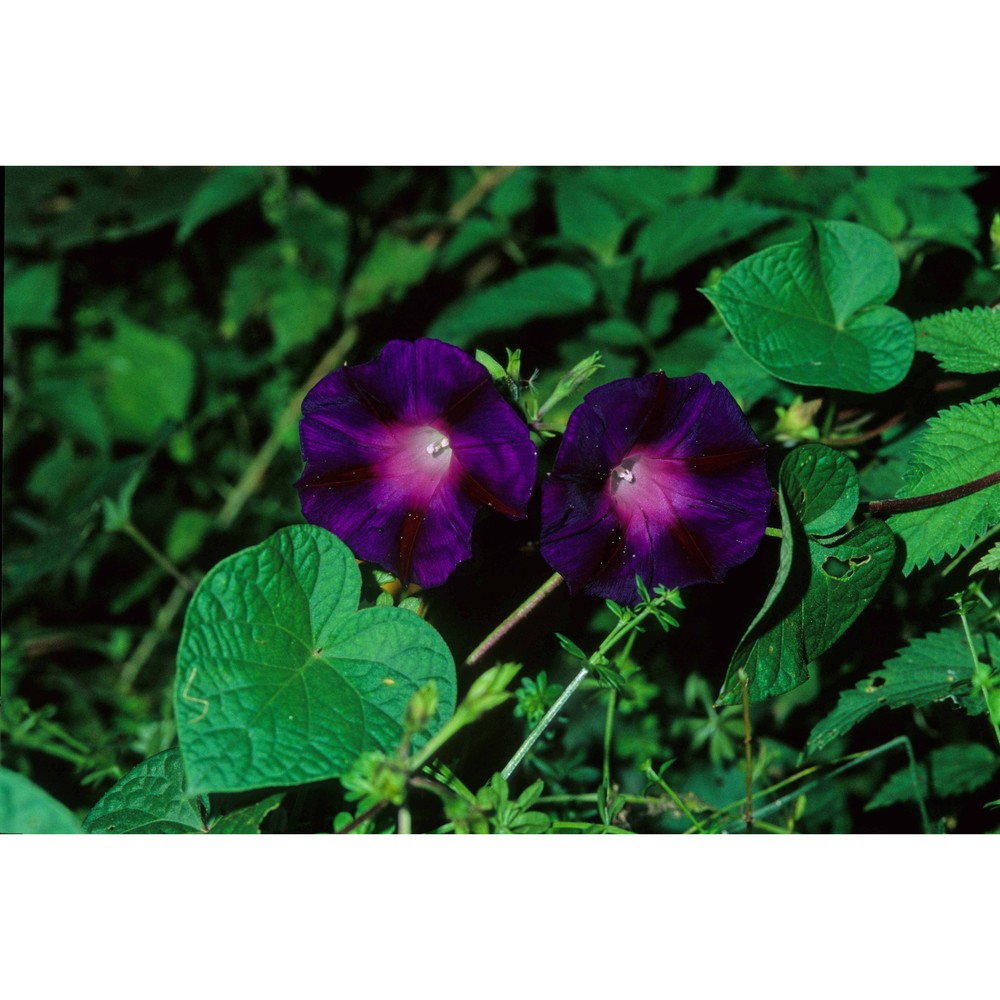 ipomoea purpurea roth