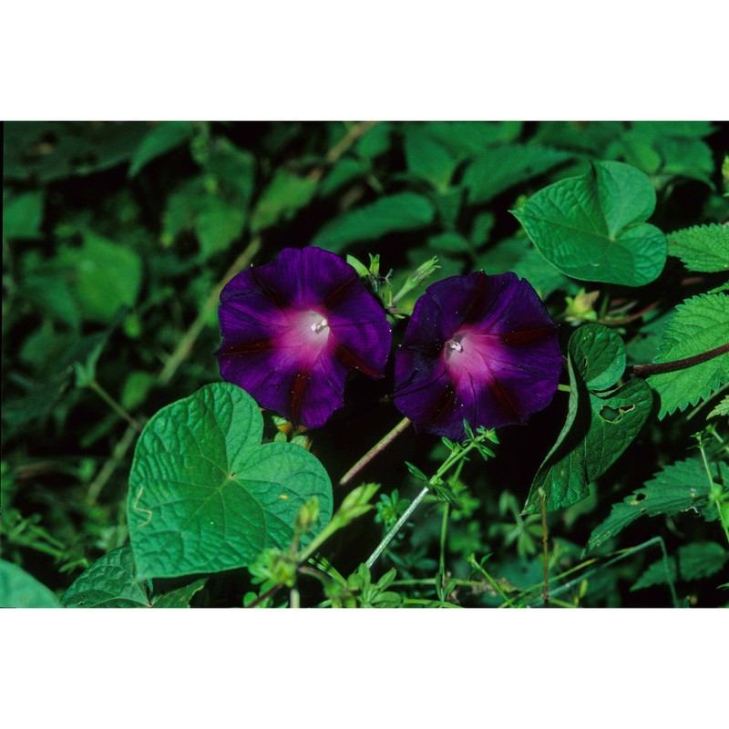 ipomoea purpurea roth