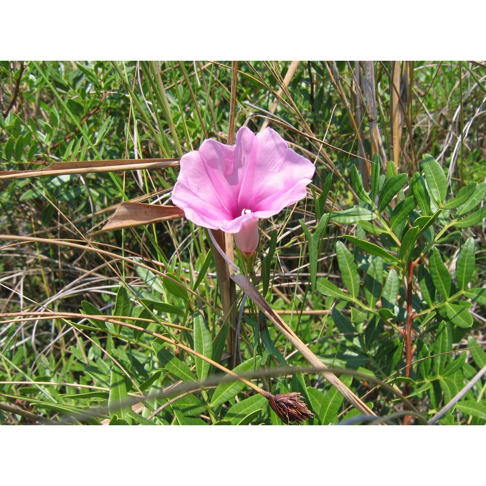 ipomoea sagittata poir.