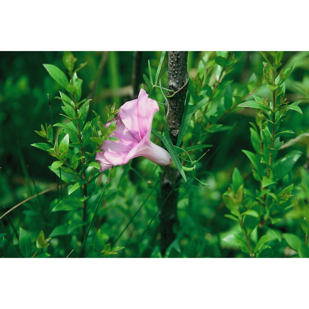 ipomoea sagittata poir.