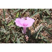 ipomoea sagittata poir.