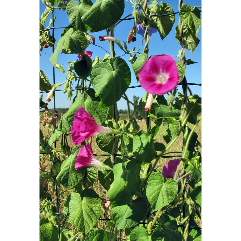 ipomoea tricolor cav.