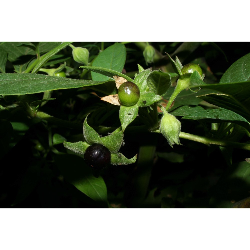 atropa bella-donna l.