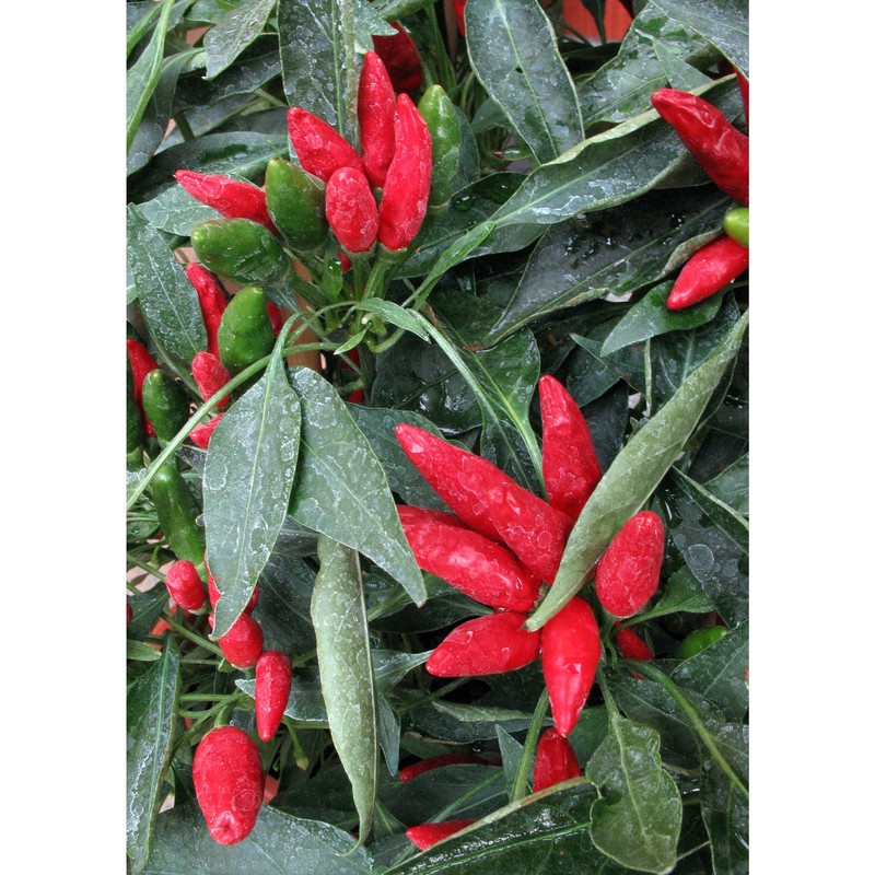 capsicum annuum l.