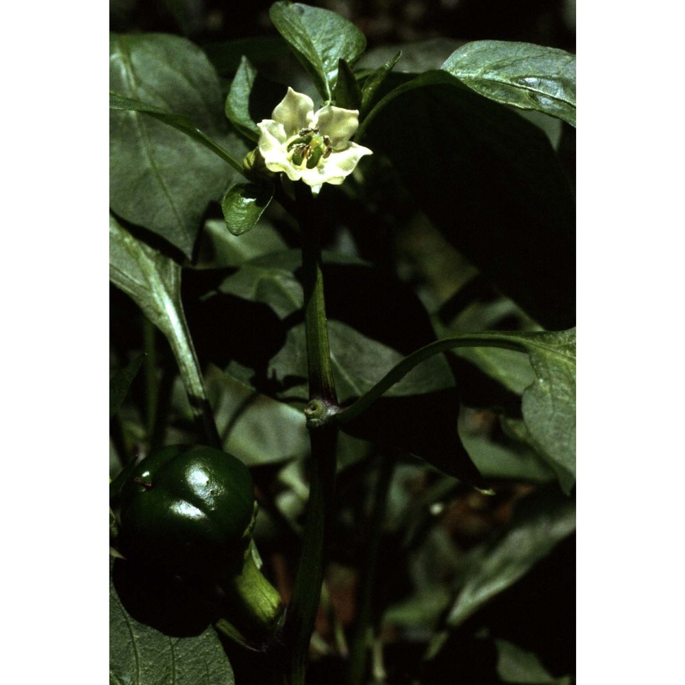 capsicum annuum l.