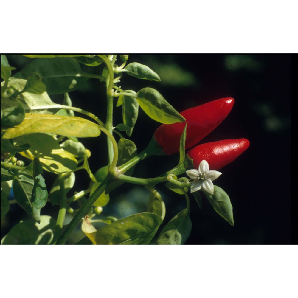 capsicum annuum l.