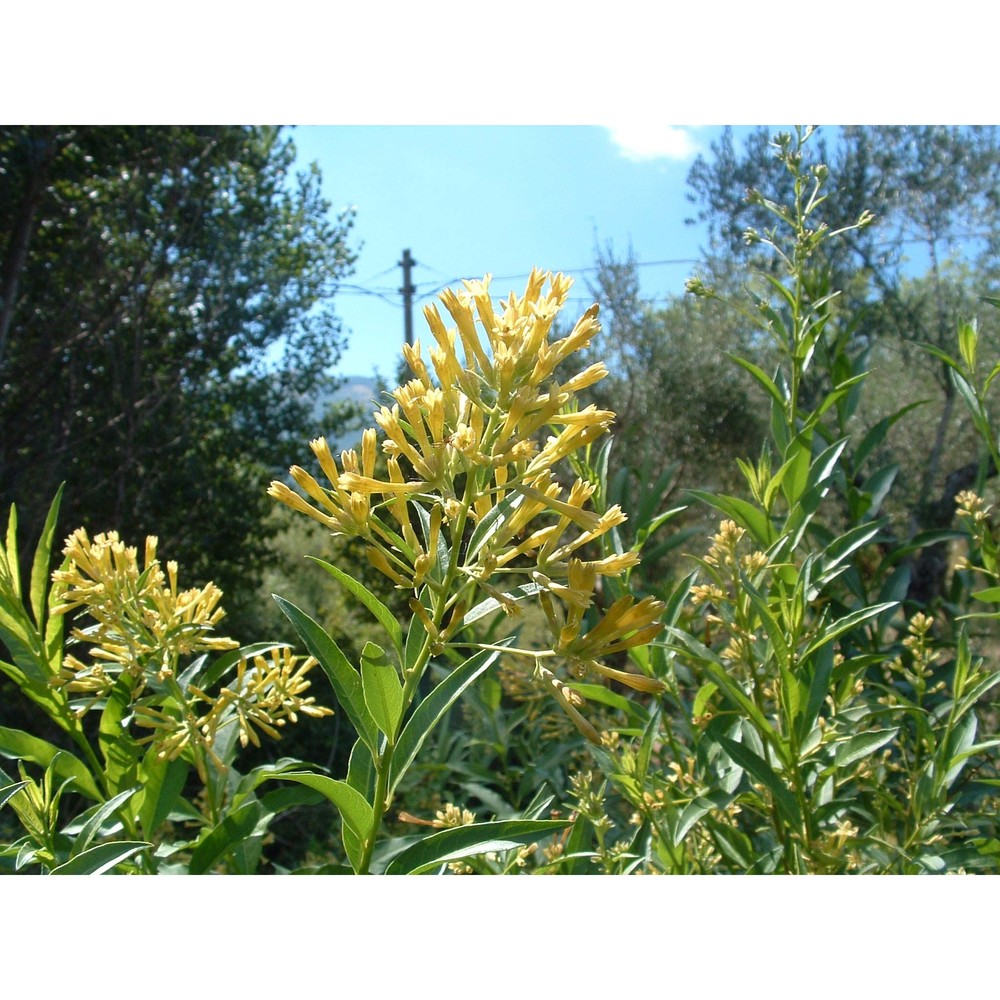 cestrum parqui l'hér.