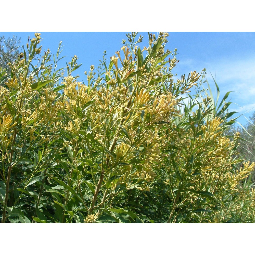 cestrum parqui l'hér.