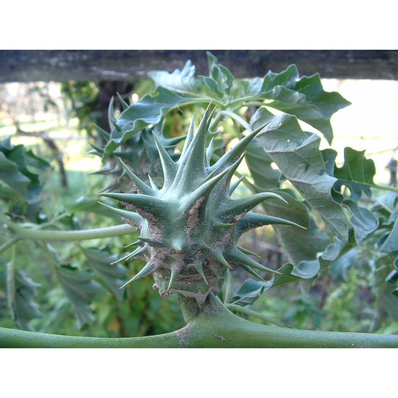 datura ferox l.