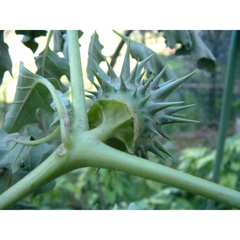 datura ferox l.